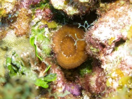 005 Artichoke Coral IMG 5095